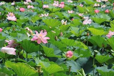弘前公園蓮池のハスの花_2020.07.31撮影_d0131668_1137467.jpg