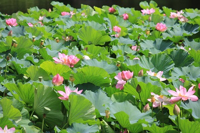 弘前公園蓮池のハスの花_2020.07.31撮影_d0131668_11383989.jpg