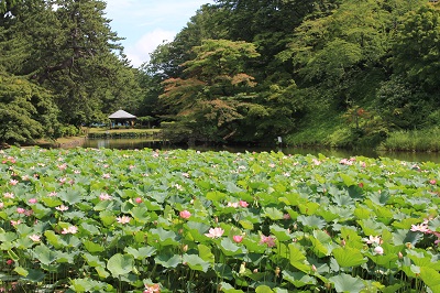 弘前公園蓮池のハスの花_2020.07.31撮影_d0131668_113899.jpg