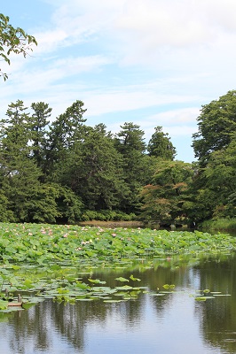 弘前公園蓮池のハスの花_2020.07.31撮影_d0131668_11391372.jpg