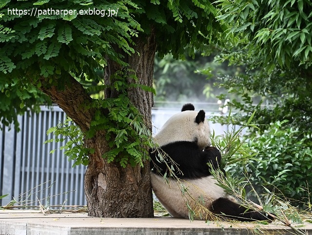 2020年6月 王子動物園8 その1_a0052986_7344222.jpg