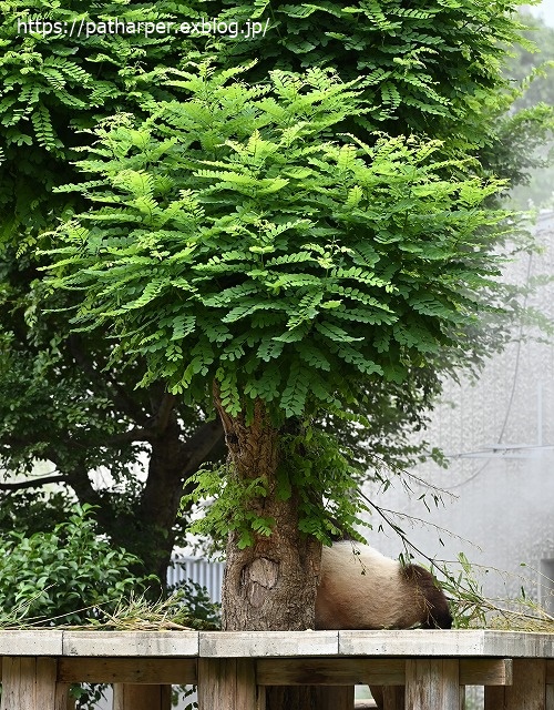 2020年6月 王子動物園8 その1_a0052986_7362954.jpg