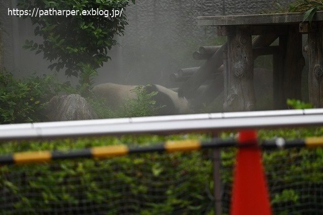 2020年6月 王子動物園8 その1_a0052986_7364382.jpg