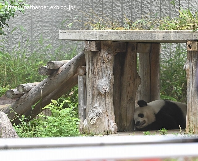 2020年6月 王子動物園8 その1_a0052986_73758.jpg
