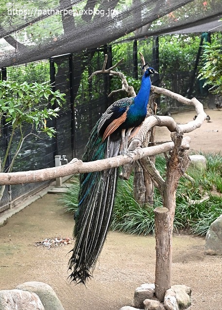 2020年6月 王子動物園8 その1_a0052986_7472959.jpg