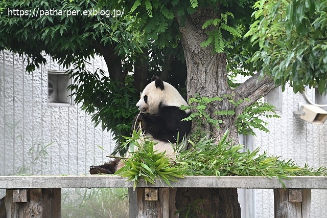 2020年6月 王子動物園8 その1_a0052986_7495410.jpg