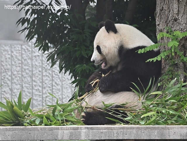 2020年6月 王子動物園8 その1_a0052986_750304.jpg