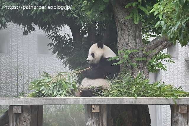2020年6月 王子動物園8 その1_a0052986_750408.jpg
