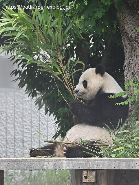 2020年6月 王子動物園8 その1_a0052986_7505186.jpg