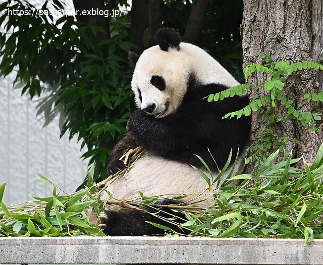 2020年6月 王子動物園8 その1_a0052986_750879.jpg