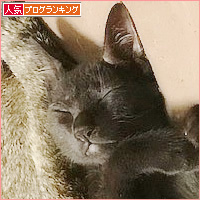 子猫の好きなもの_a0389088_06330076.jpg