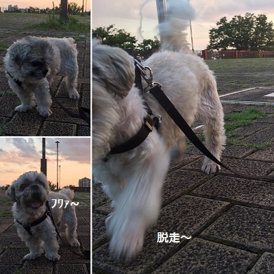 梅雨明けと王子の食欲。_f0372998_22054826.jpg
