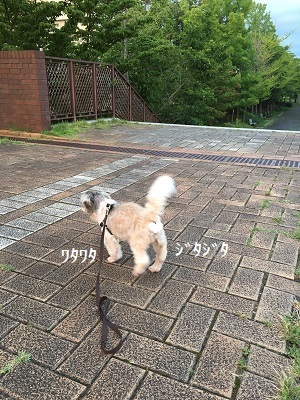 梅雨明けと王子の食欲。_f0372998_22055998.jpg