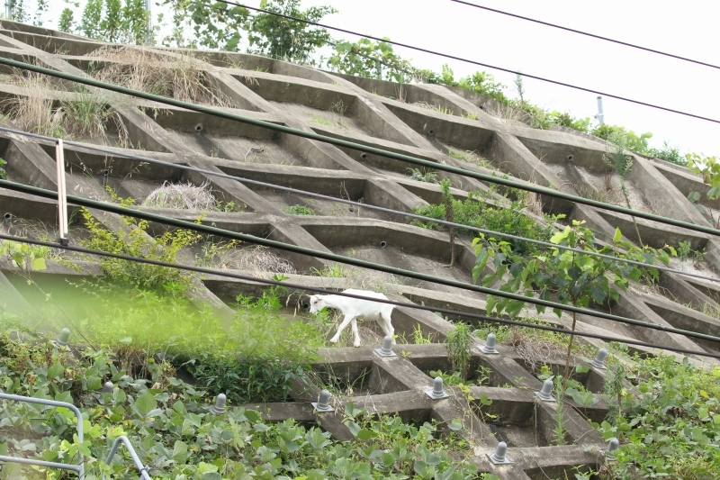 「崖の上のポニョ」でなくて「崖の上のヤギ」が、千葉県で人気_b0291402_22095190.jpg