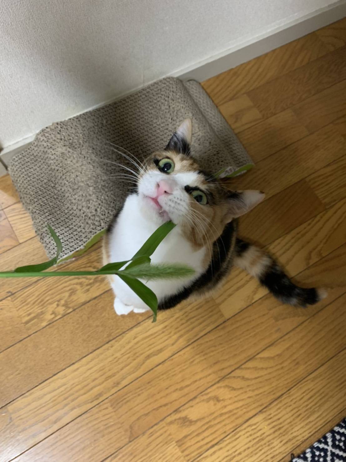 子猫お届けと、ハナ&ハッチー・篤姫の近況_e0144012_18340405.jpg