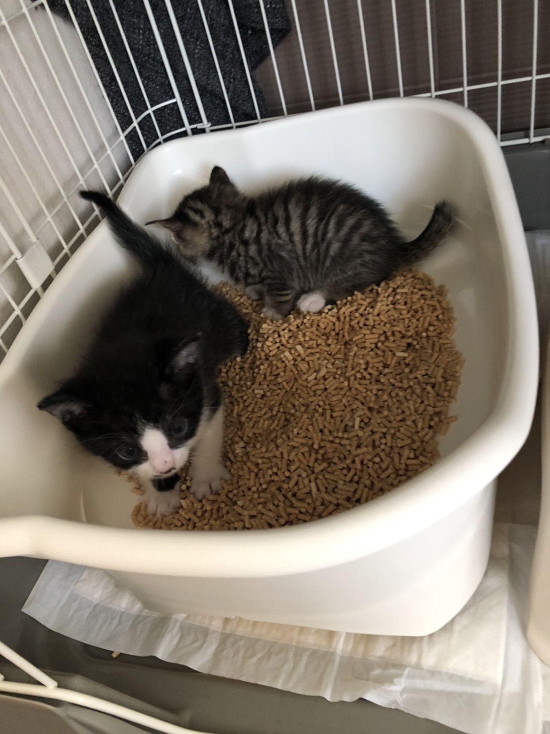 トライアル順調と、子猫の仮名決定_e0144012_22502730.jpg
