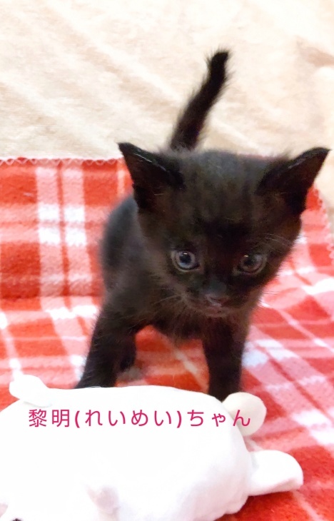 トライアル順調と、子猫の仮名決定_e0144012_23091036.jpeg