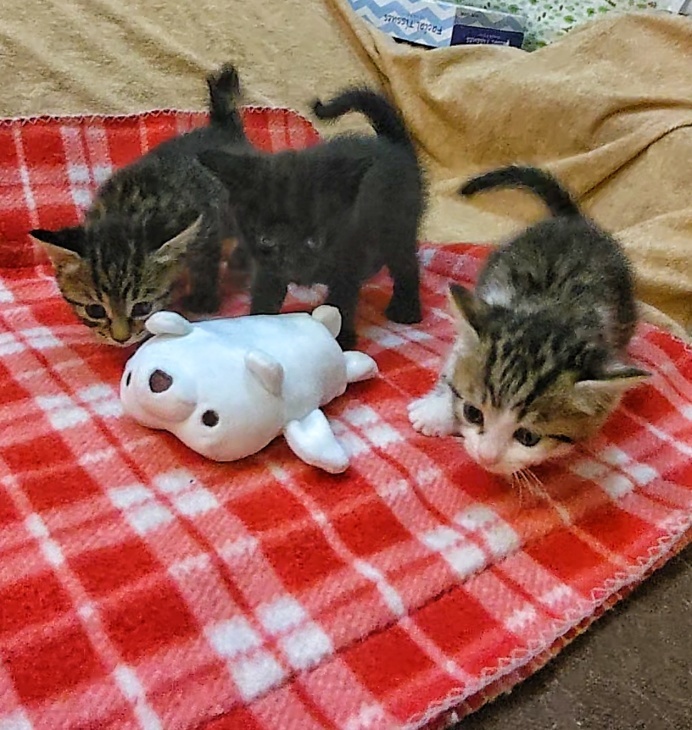 トライアル順調と、子猫の仮名決定_e0144012_23290446.jpeg