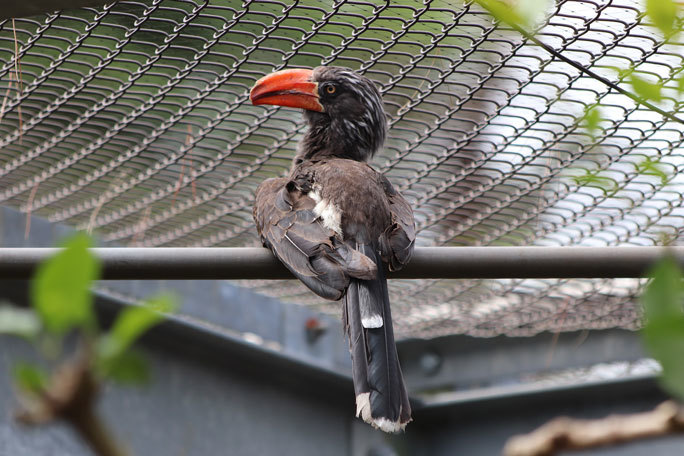 花と鳥の丘～ナキサイチョウとカンムリコサイチョウ（埼玉県こども動物自然公園 September 2019）_b0355317_21040233.jpg