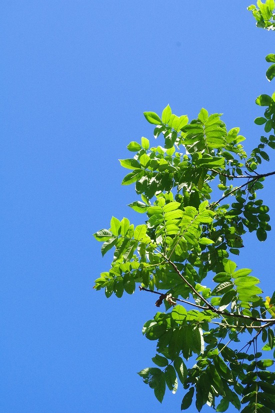 さあ 梅雨明けだ!!_f0114346_08162627.jpg