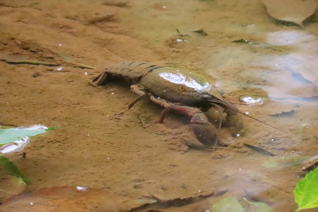 アザミ、ザリガニ、蜂、ミズヒキなど_b0236251_11253990.jpg