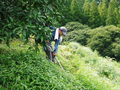 ザ・みかん 夏の草刈りと摘果前の果実の様子(2020)_a0254656_18031767.jpg