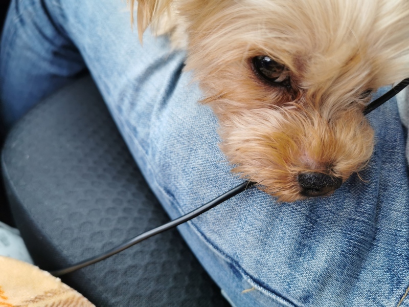 ポケモンgo日記 ポケモンgoフェスト 1日目 Let S Get Started