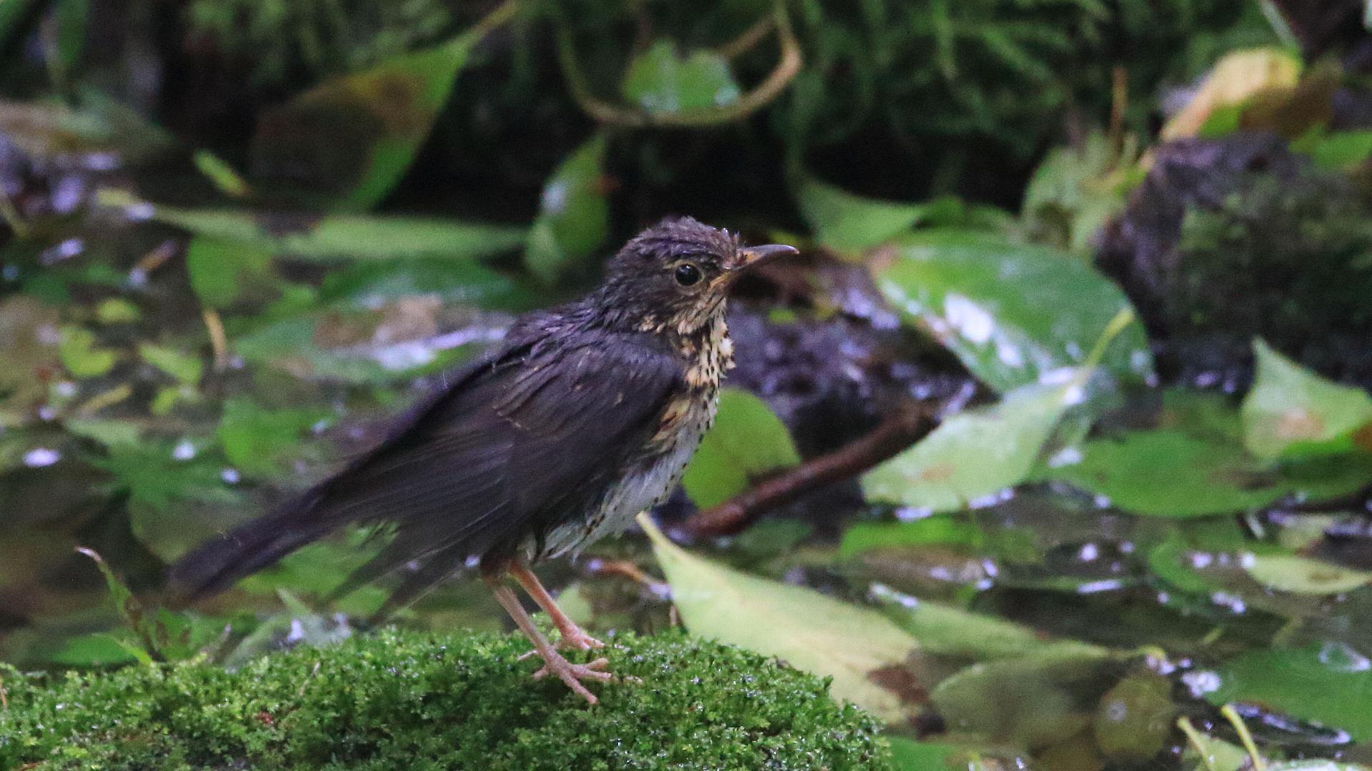 クロツグミ家族に逢えました！男の子、多分_f0105570_17502907.jpg