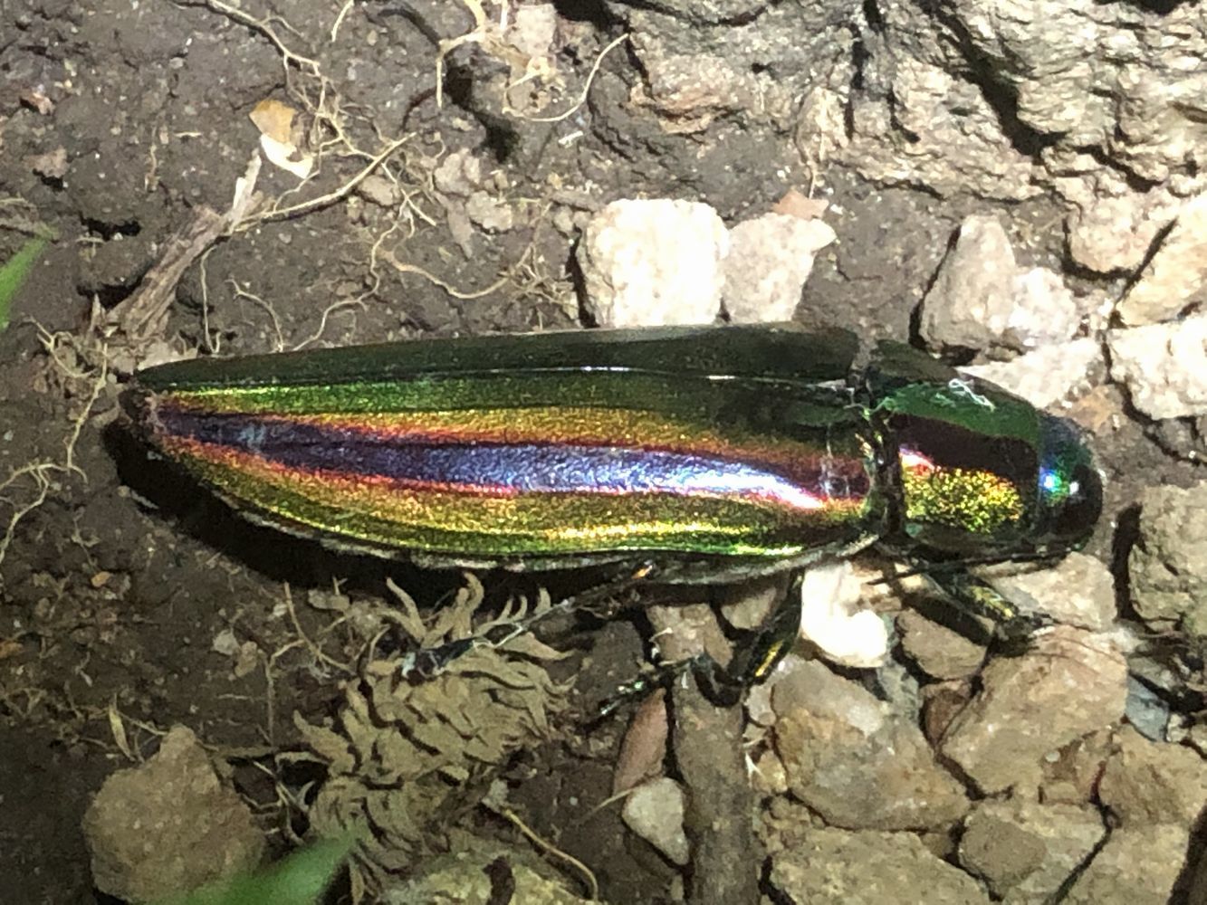 タマムシ_c0234975_10523714.jpg