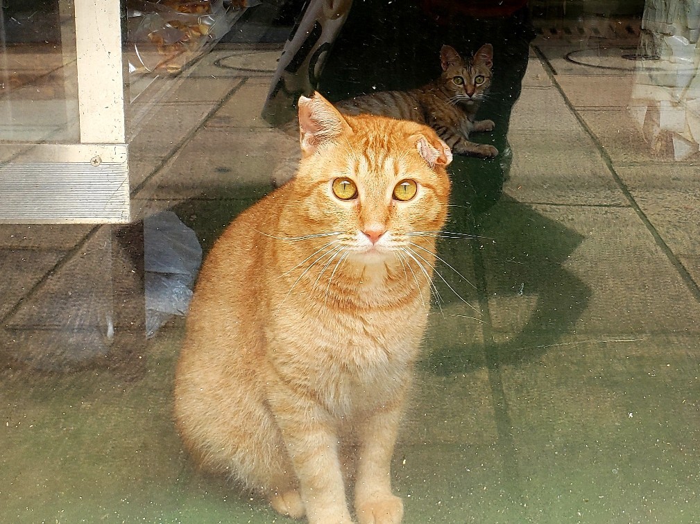 ナナとハチ2 のらマニア 長崎ぶらぶら猫 ナナとハチ2 のらマニア 長崎ぶらぶら猫
