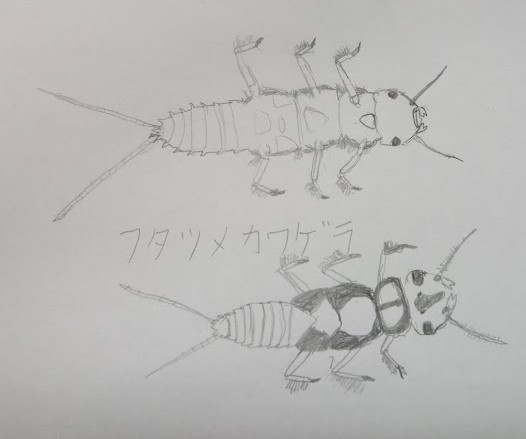 8/1(土) 月イチさんぽ ~水辺の生き物~ 開催しました!_f0212679_16210965.jpg