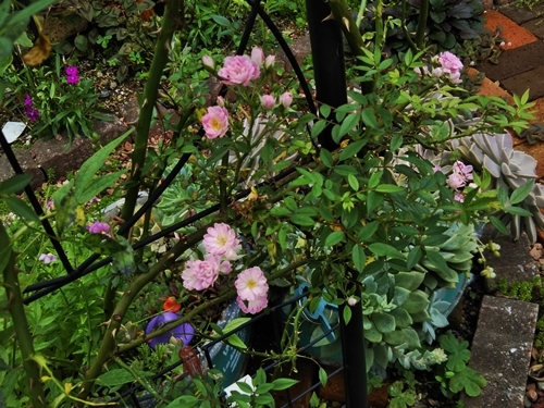 梅雨明け~コロナ感染拡大~_f0366679_21441479.jpg