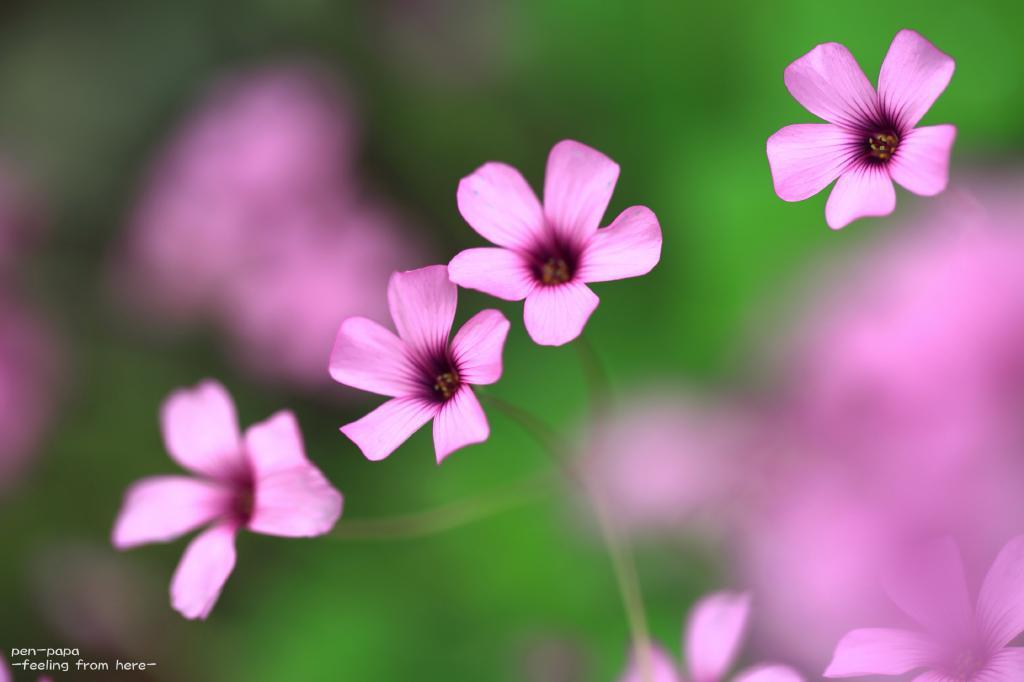 ひとり?_c0356480_18470121.jpg