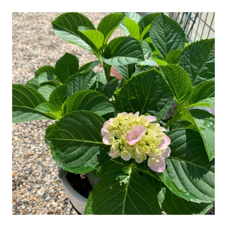 鉢植え紫陽花の置き場所に迷う 編み好き Amiami通信 鉢植え紫陽花の置き場所に迷う 編み好き Amiami通信