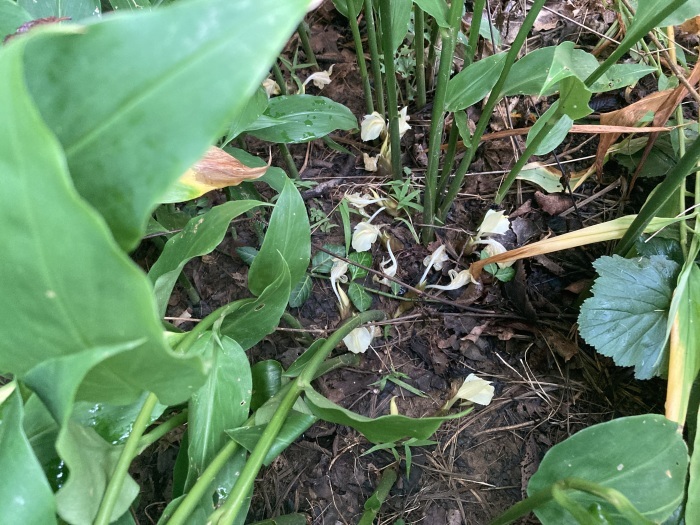 アメリカで食べられる雑草アカザを移植 我が家の茗荷初収穫について じゃポルスカ楽描帳