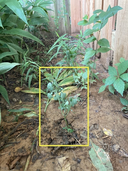 アメリカで食べられる雑草アカザを移植 我が家の茗荷初収穫について じゃポルスカ楽描帳