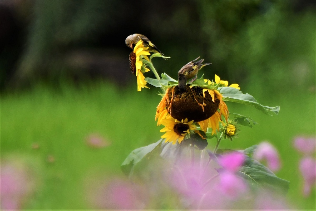 花と鳥と虫と・・・_c0395188_13113208.jpg