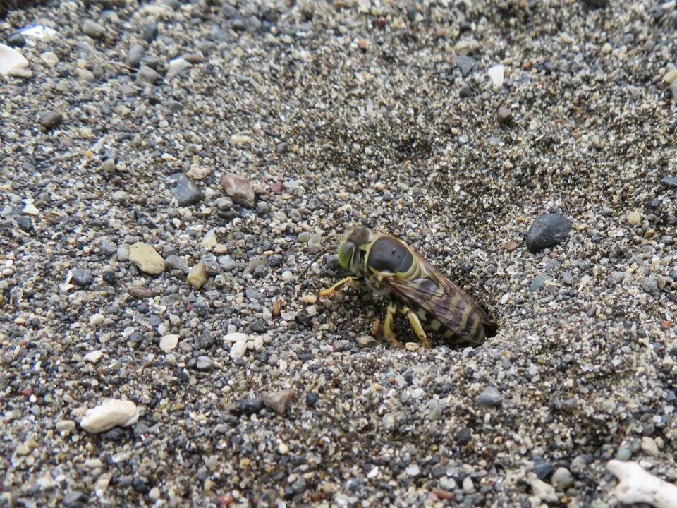 ニッポンハナダカバチというハチで絶滅危惧種だということが解りびっくり_b0025008_15093968.jpg