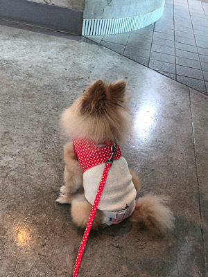 Hogo犬ひらり 避妊手術後の抜糸でした カッコいい50代になる為のメモブログ