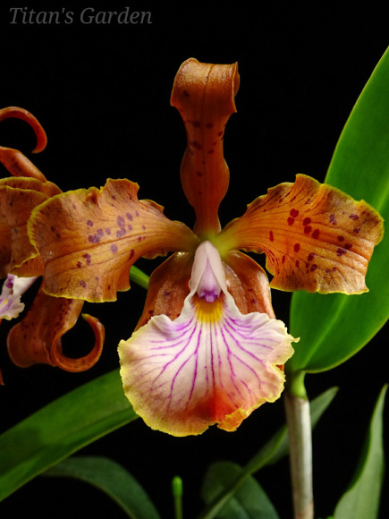 Cattleya velutina_b0099813_16260089.jpg