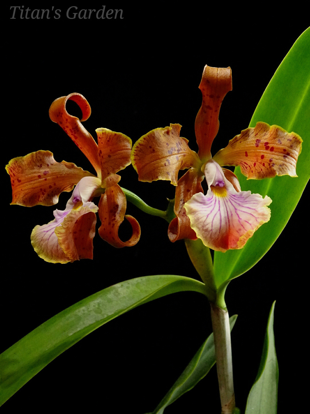 Cattleya velutina_b0099813_16260090.jpg