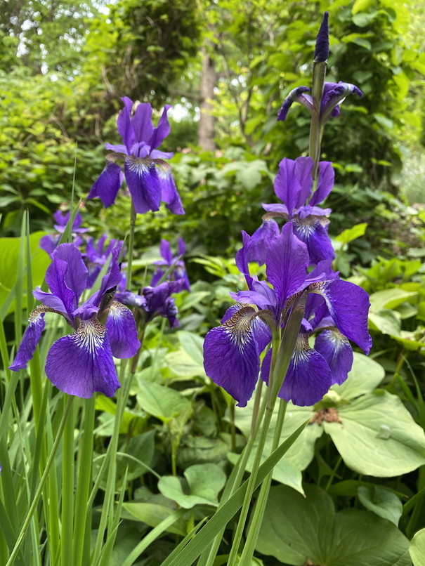 2020年6月 『初夏の北海道大学』 June 2020 \"Hokkaido University in the Early Summer\"_c0219616_14122865.jpg