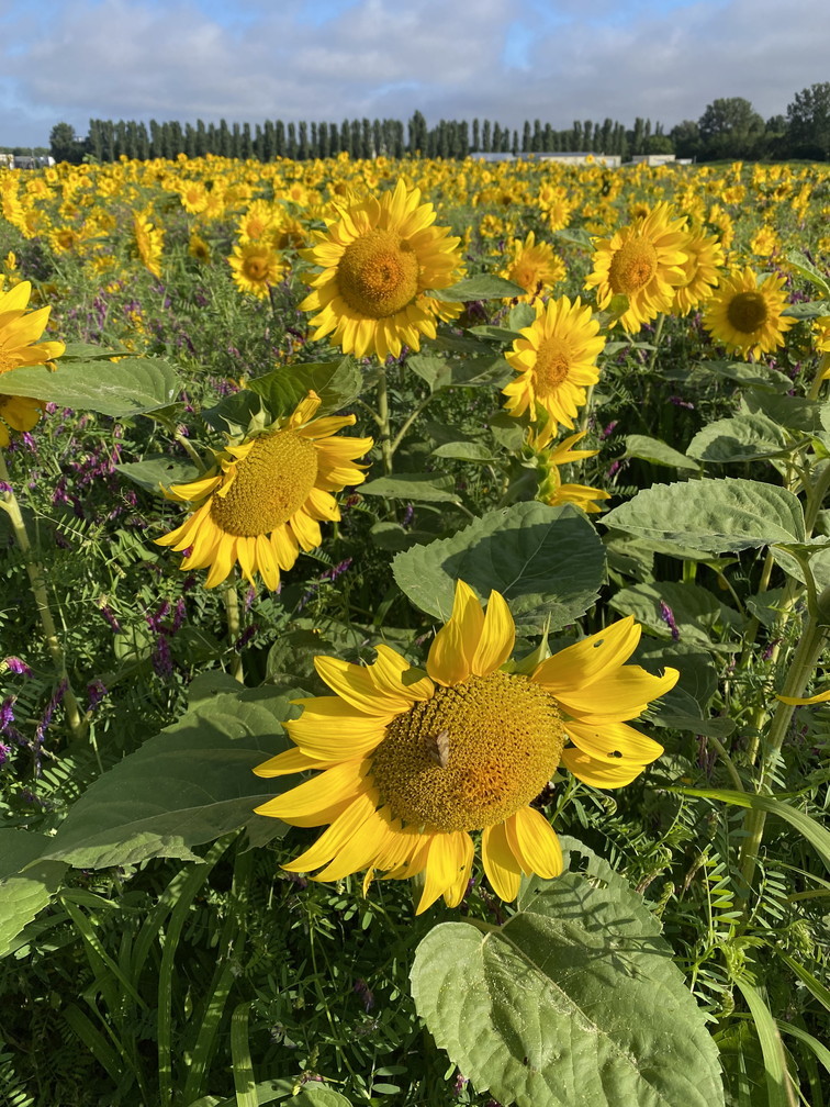 2020年7月 『北海道大学農学部第一農場』 July 2020 \"Hokkaido University in the Summer\"_c0219616_17283333.jpg