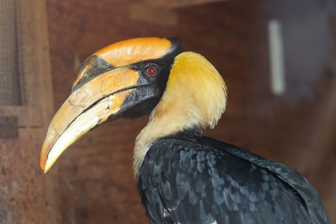 花と鳥の丘 オオサイチョウ 埼玉県こども動物自然公園 September 19 続々 動物園ありマス 花と鳥の丘 オオサイチョウ 埼玉県こども動物自然公園 September 19 続々 動物園ありマス