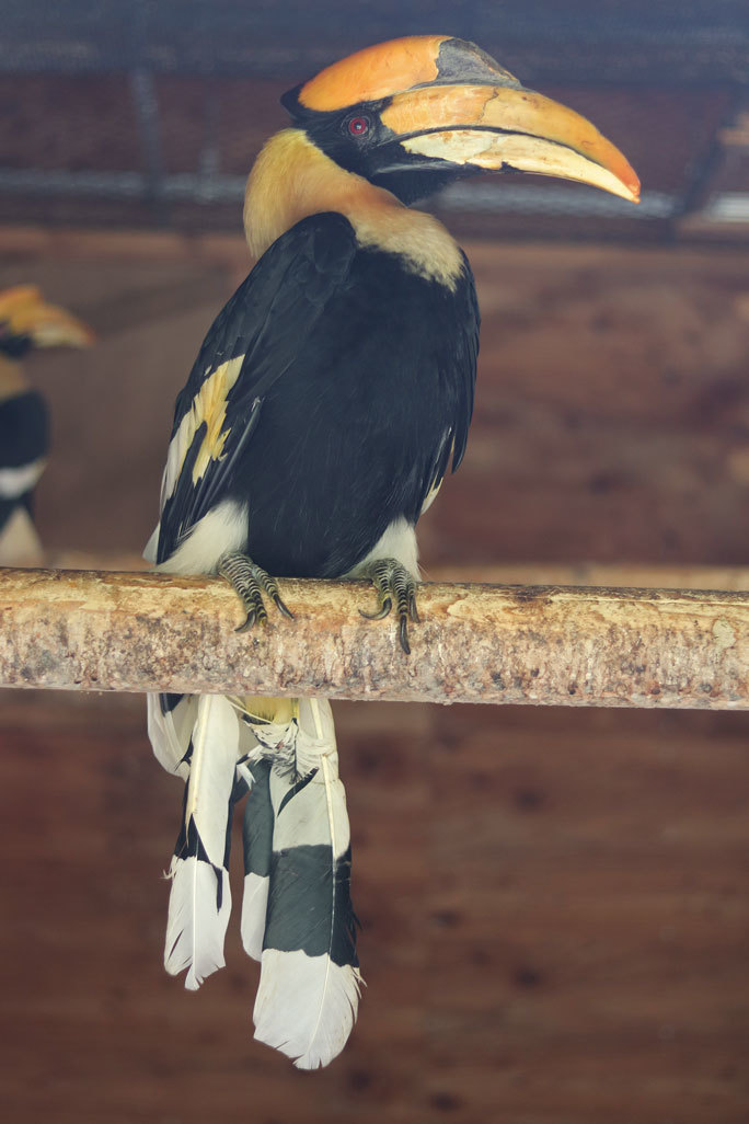 花と鳥の丘 オオサイチョウ 埼玉県こども動物自然公園 September 19 続々 動物園ありマス