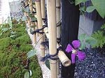 テッセンが咲いていた庭_d0206920_16402143.jpg