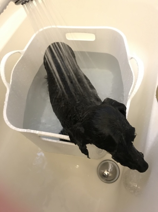 シャンプー!_e0340223_18043158.jpg