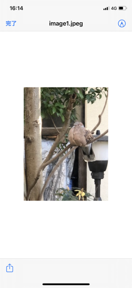 鳩と老婆_c0102228_16192920.png