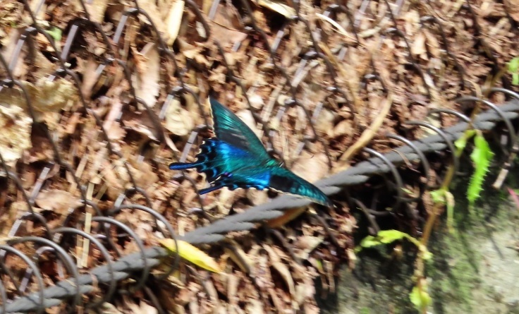 濁流とレガシー_f0076731_18143629.jpg