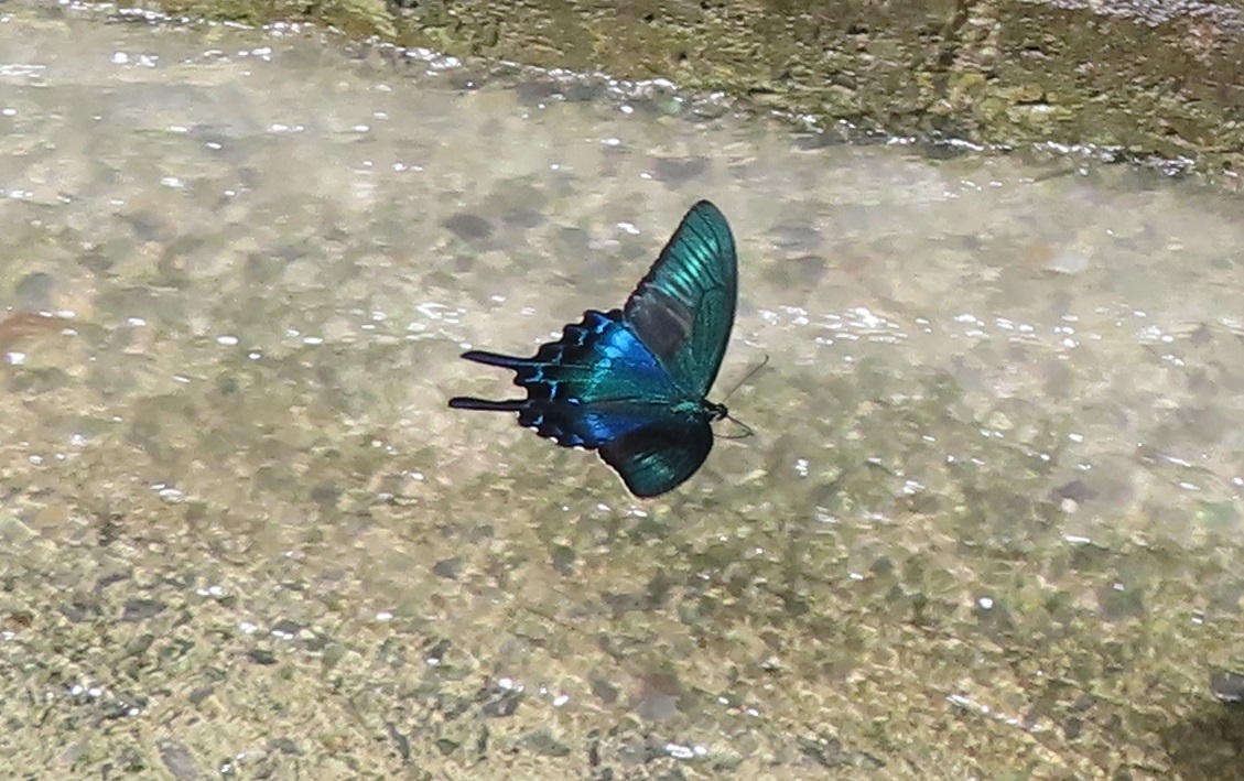 濁流とレガシー_f0076731_18144425.jpg
